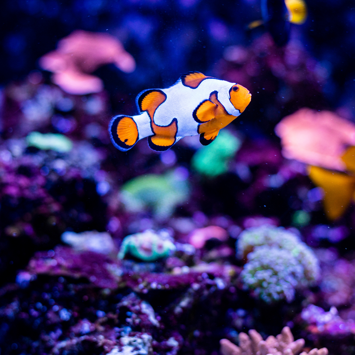 Pez Payaso Ocellaris Picasso (Amphiprion ocellaris)