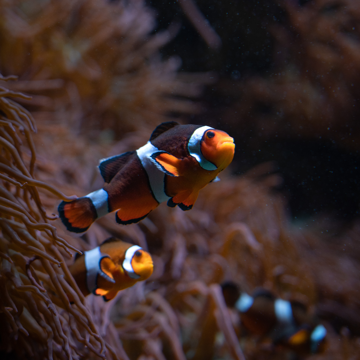 Pez Payaso Ocellaris Mocha (Amphiprion ocellaris)