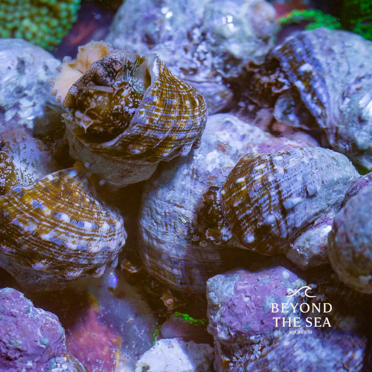 Caracol Turbo – Turbo fluctuosa / Turbo sp.