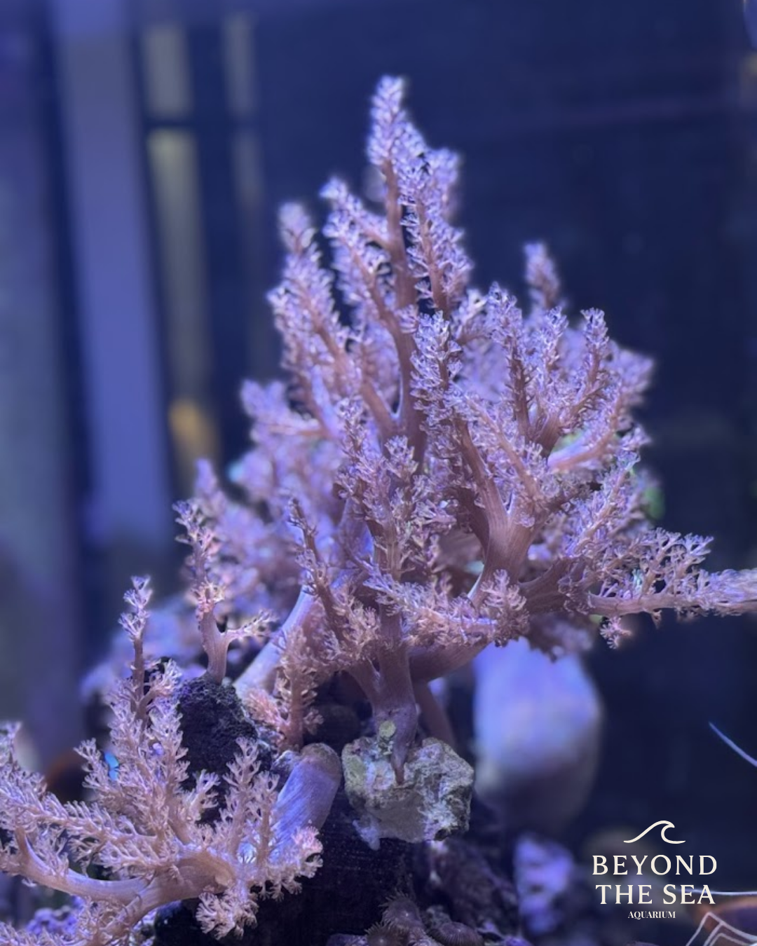 Árbol de Kenia (Capnella sp.)