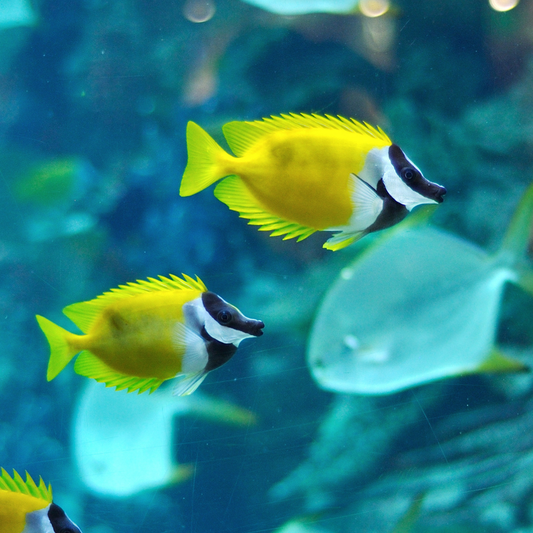 Foxface (Siganus vulpinus)