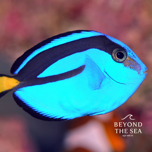 Cirujano Azul (Paracanthurus hepatus)