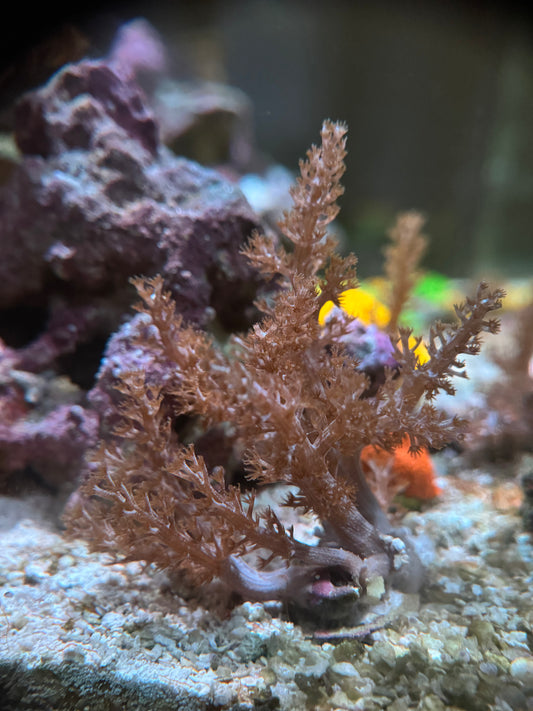 Árbol de Kenia (Capnella sp.)