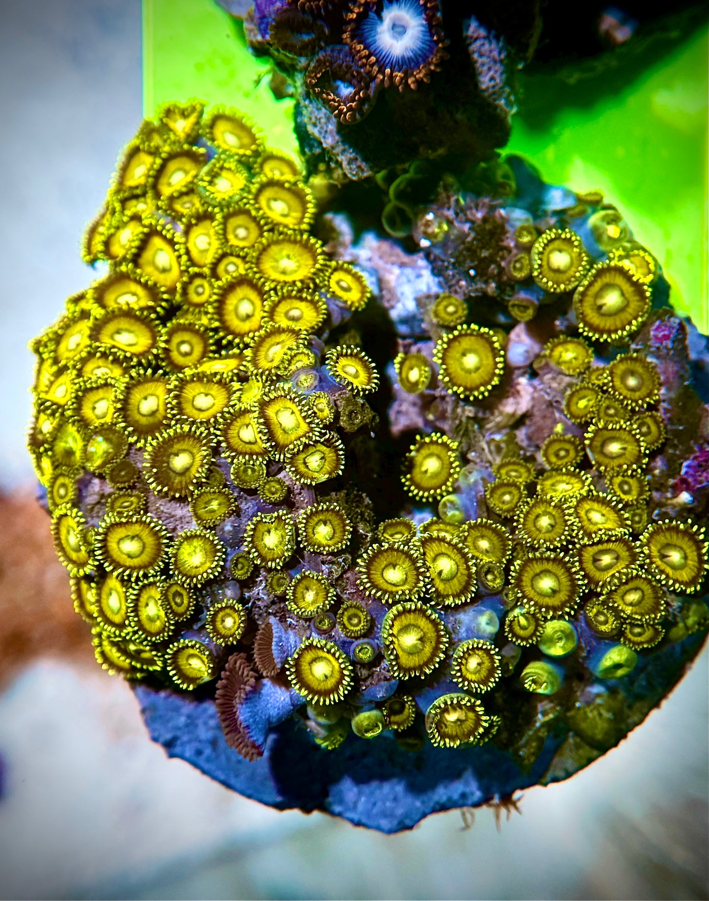 Zoas Golden Hornet Variant