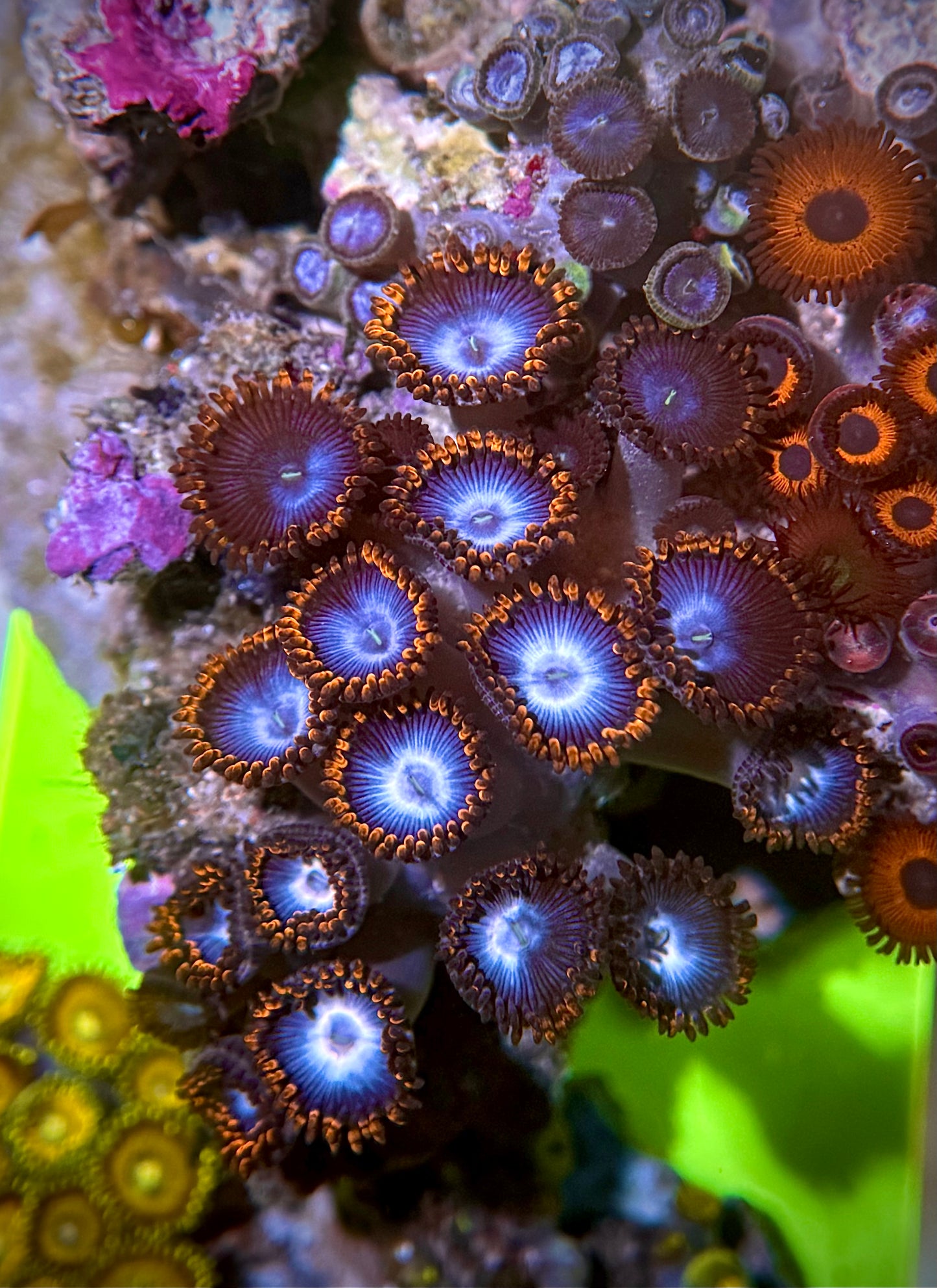 Zoas