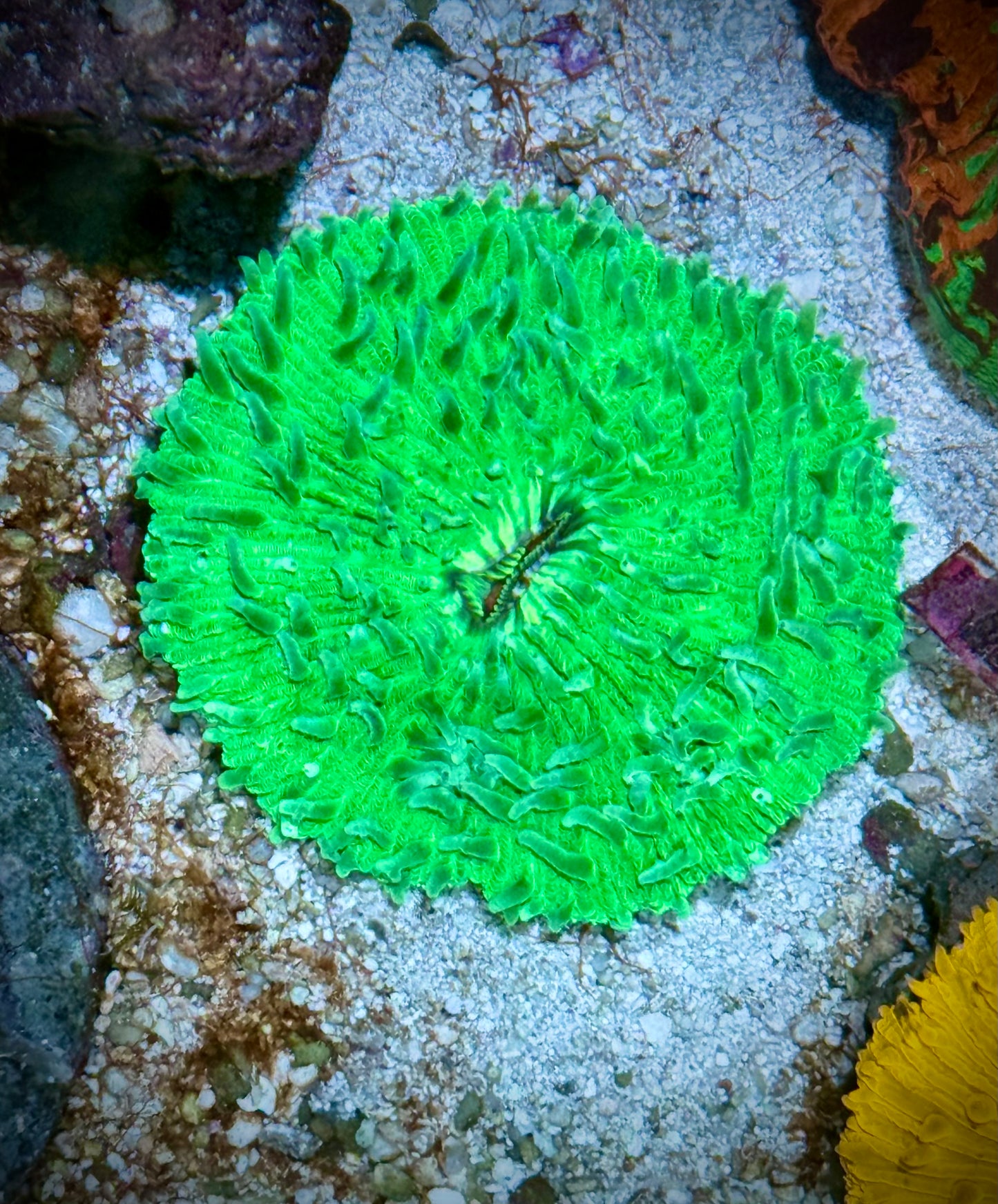 Fungia Verde