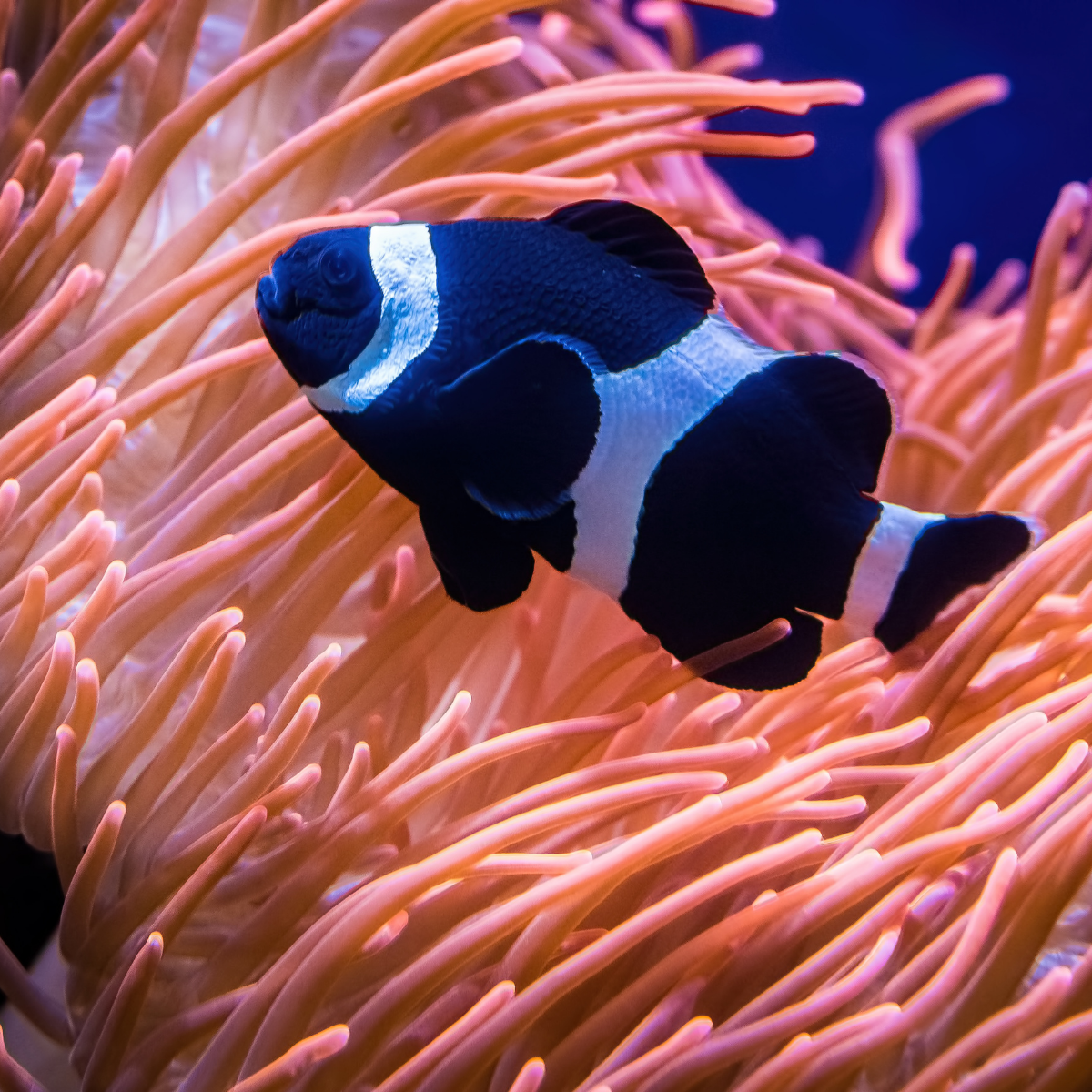 Pez Payaso Ocellaris Negro (Black Ocellaris)