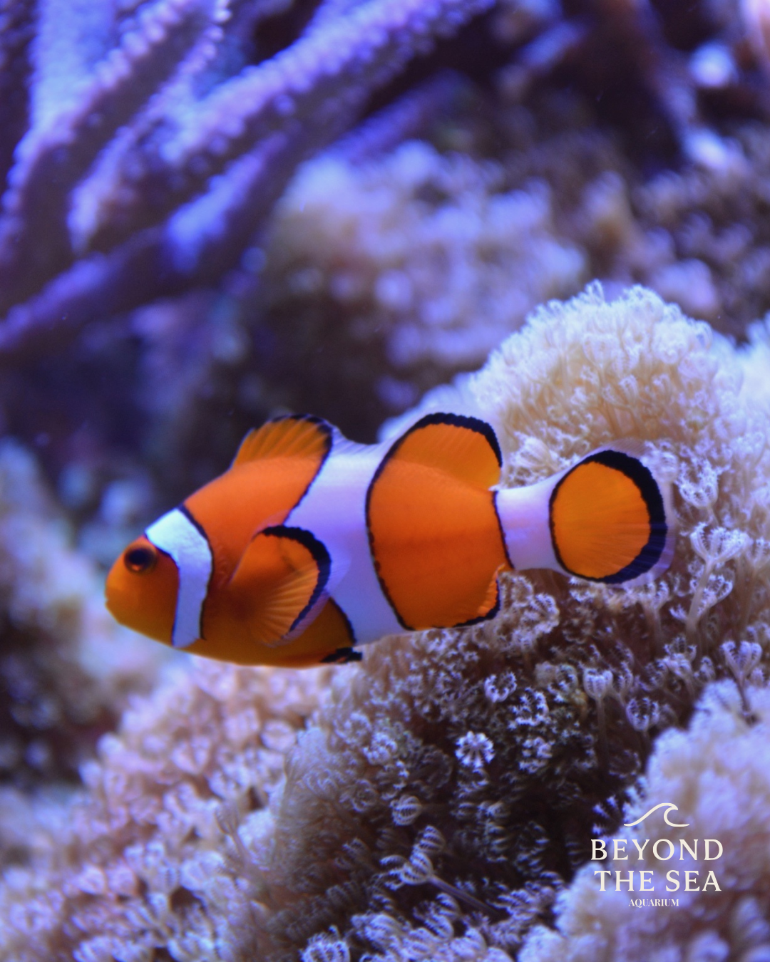 Pez Payaso Ocellaris (Amphiprion ocellaris)