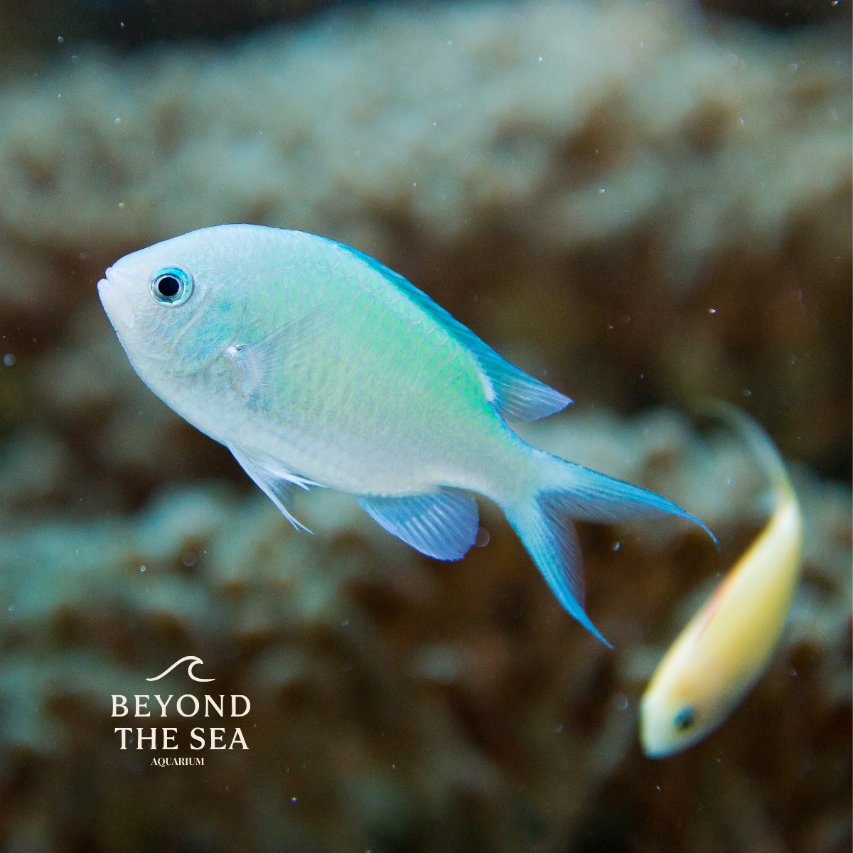 Damisela Verde (Chromis viridis)