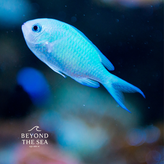 Damisela Verde (Chromis viridis)