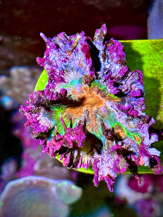 Pectinia Rainbow