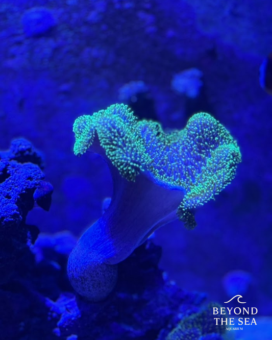 Sarcophyton Verde Metálico (Sarcophyton sp.)