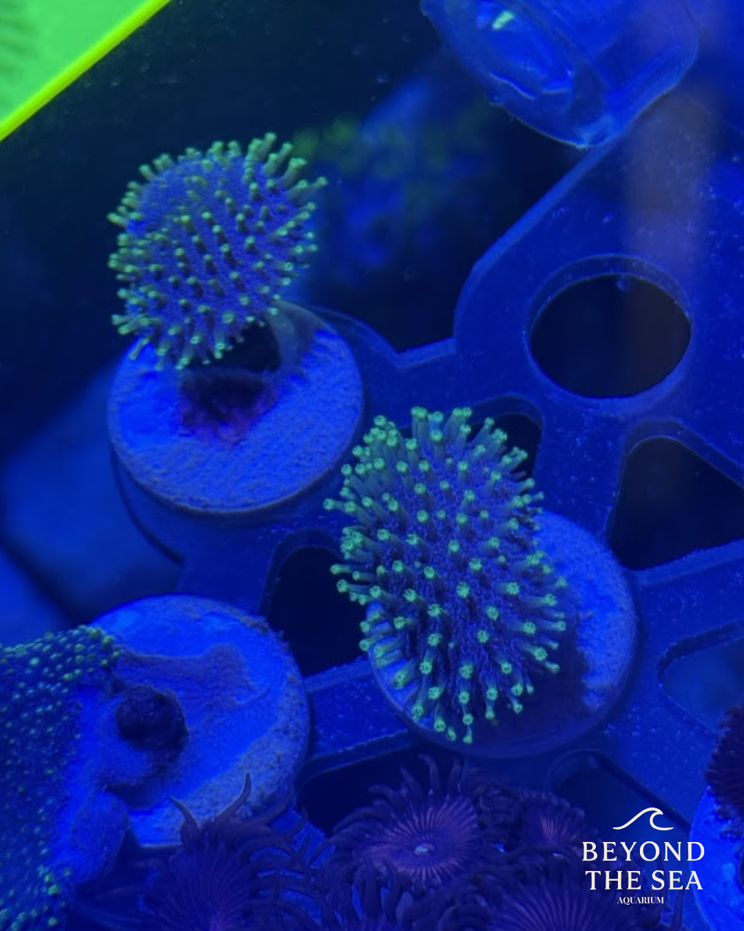 Sarcophyton Verde Metálico (Sarcophyton sp.)