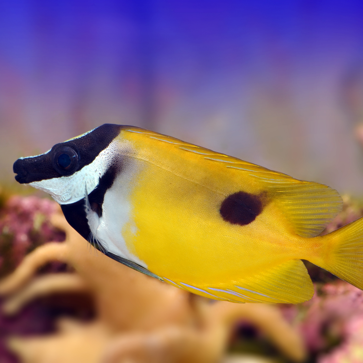 Foxface (Siganus vulpinus)