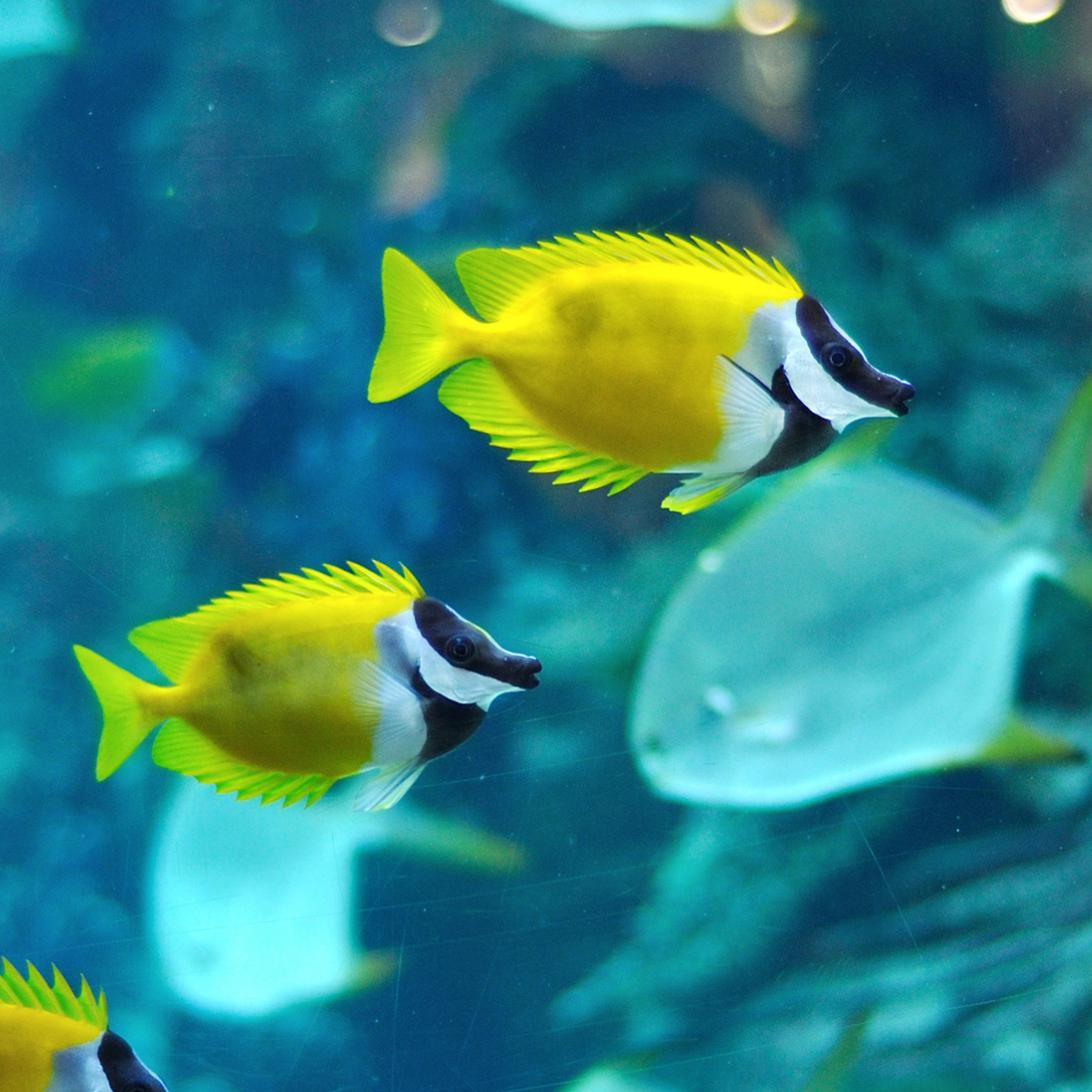 Foxface (Siganus vulpinus)