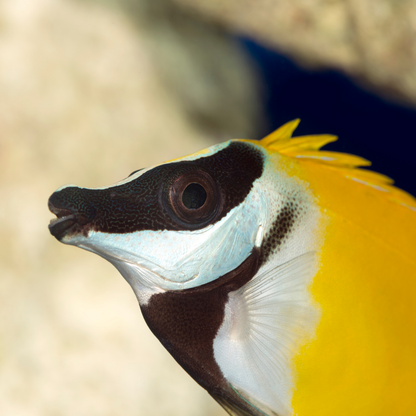 Foxface (Siganus vulpinus)