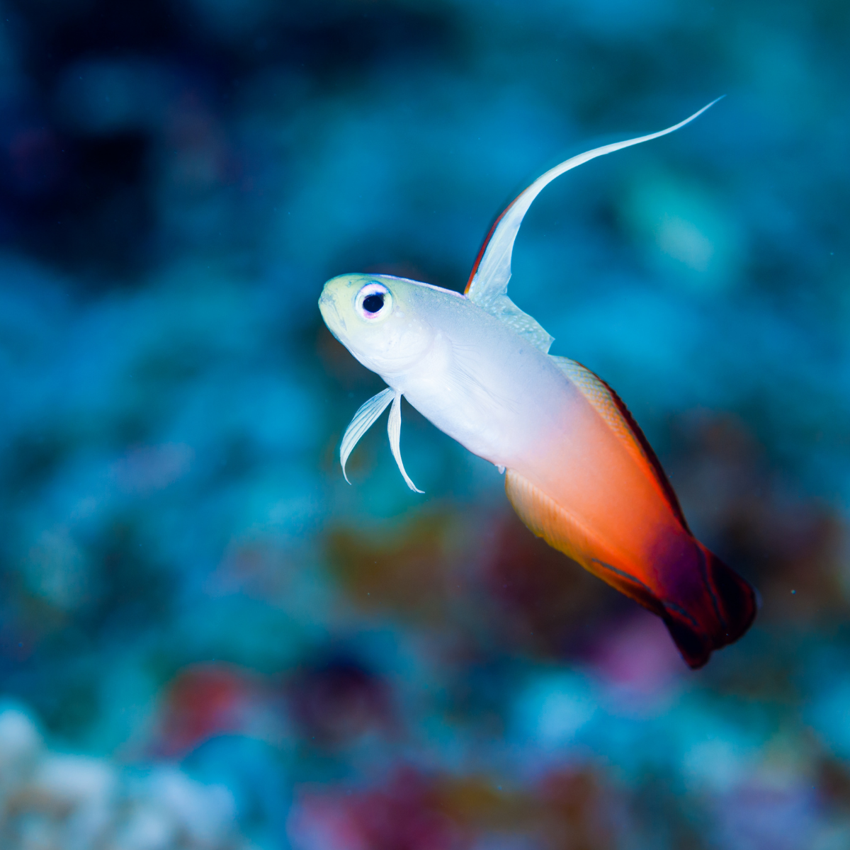 Gobio de Fuego (Nemateleotris magnifica)