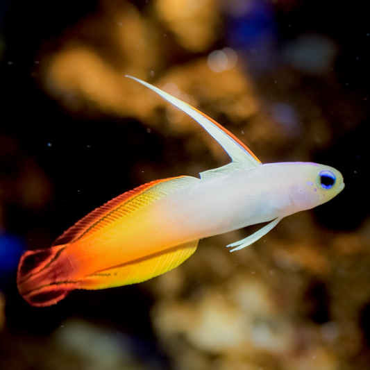 Gobio de Fuego (Nemateleotris magnifica)