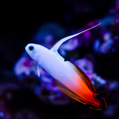 Gobio de Fuego (Nemateleotris magnifica)