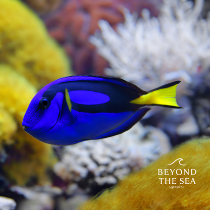 Cirujano Azul (Paracanthurus hepatus)