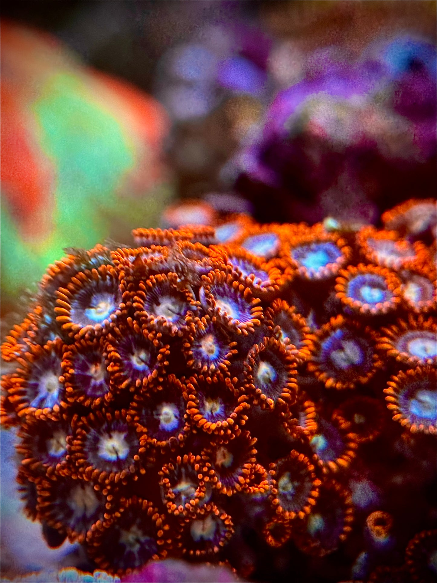 Zoas