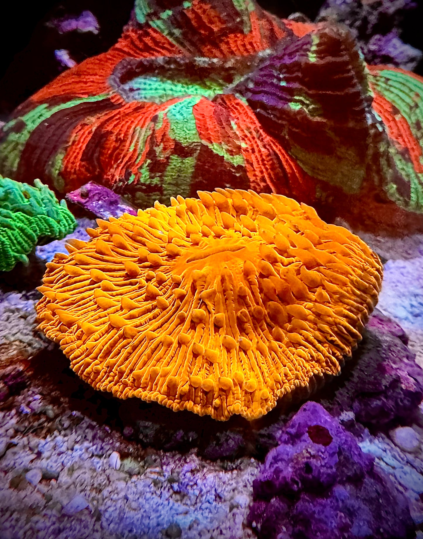 Fungia Super Naranja