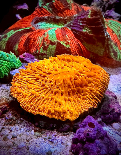 Fungia Super Naranja