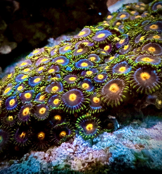 Zoas