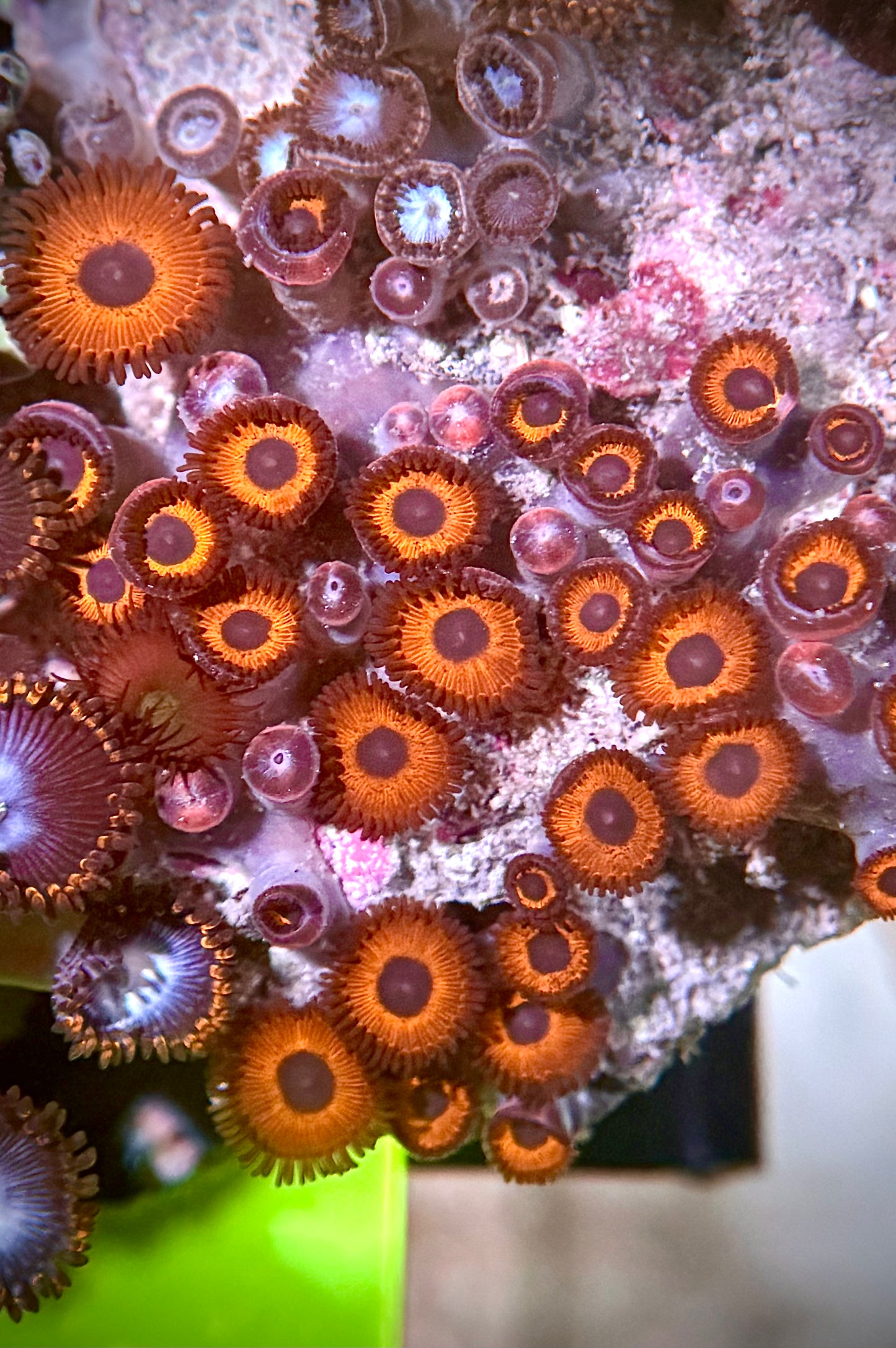 Zoas