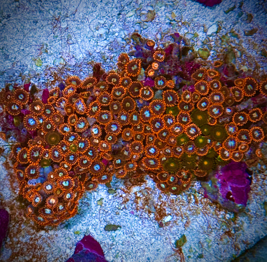 Zoas