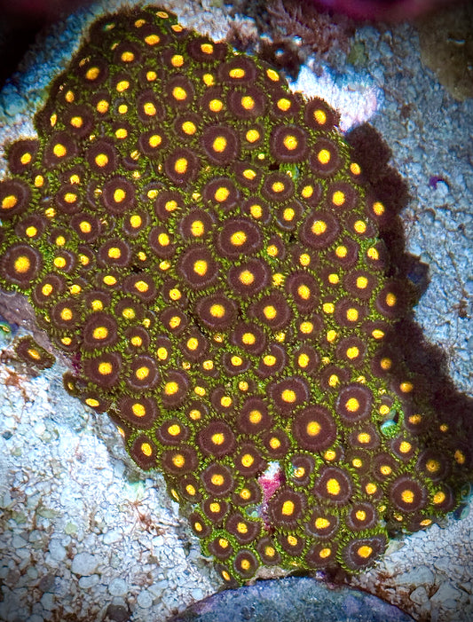 Zoas