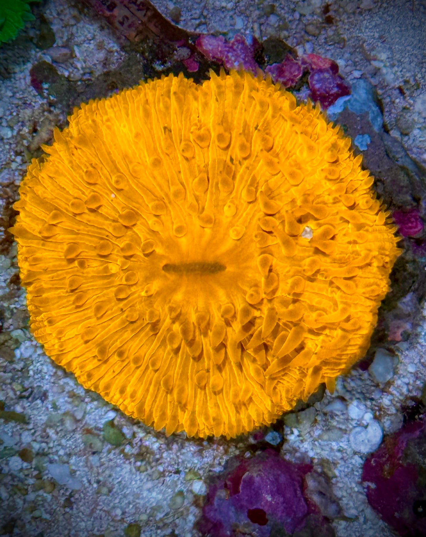 Fungia Super Naranja