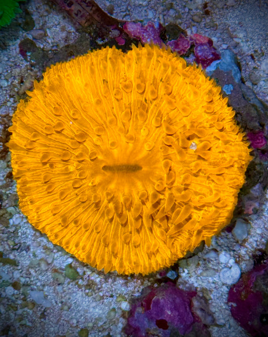 Fungia Super Naranja