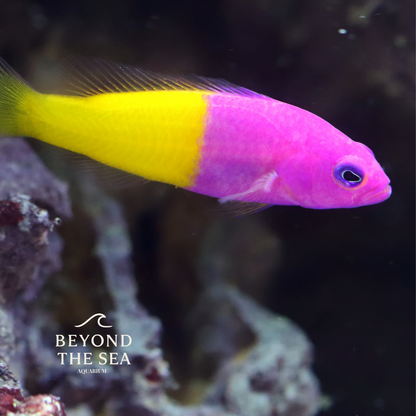 Dottyback real bicolor (Pictichromis paccagnellae)
