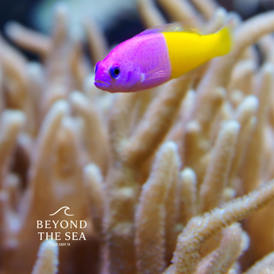 Dottyback real bicolor (Pictichromis paccagnellae)